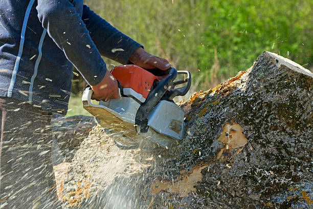 How Our Tree Care Process Works  in  Spokane, WA